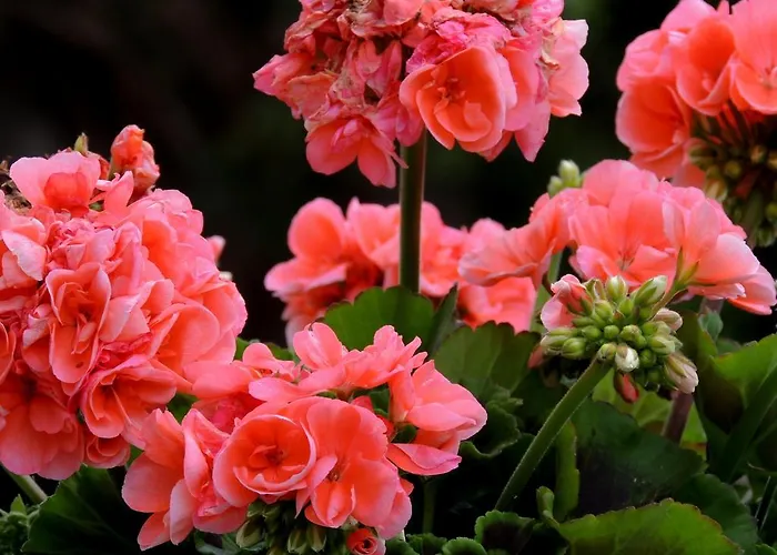 La Tavolozza Pensionat