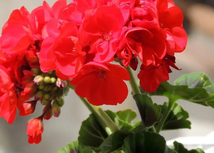 Pensionat La Tavolozza 4*