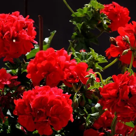 La Tavolozza 4* Positano