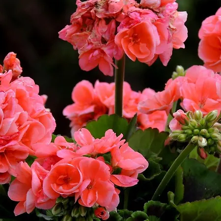 La Tavolozza Affittacamere