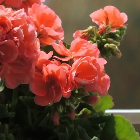 La Tavolozza Positano