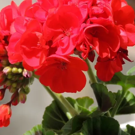 Affittacamere La Tavolozza 4*