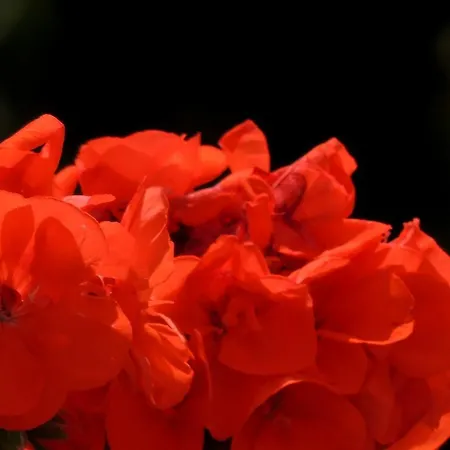 La Tavolozza Positano